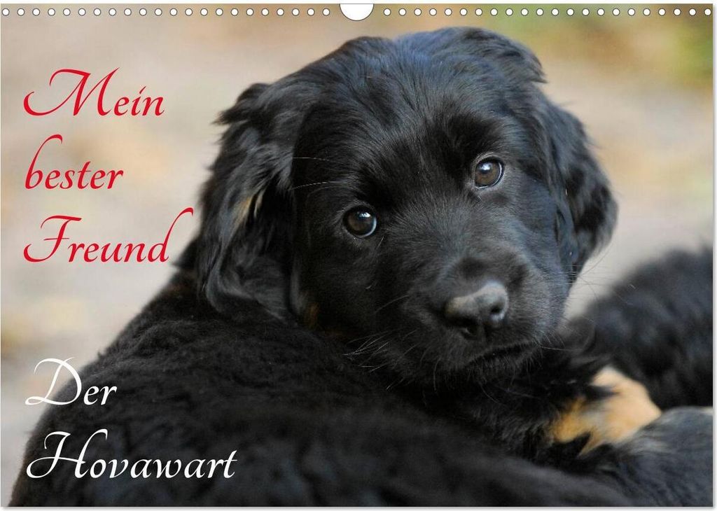 Mein bester Freund - Der Hovawart (Wandkalender 2026 DIN A3 quer), CALVENDO Monatskalender