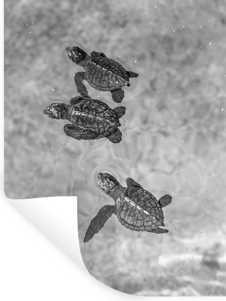 MuchoWow Wandtattoo Wandsticker Wandaufkleber Schildkröten schwarz-weiß Foto 120x160 cm Selbstklebend und Repositionierbar - Wierderverwendbar ...
