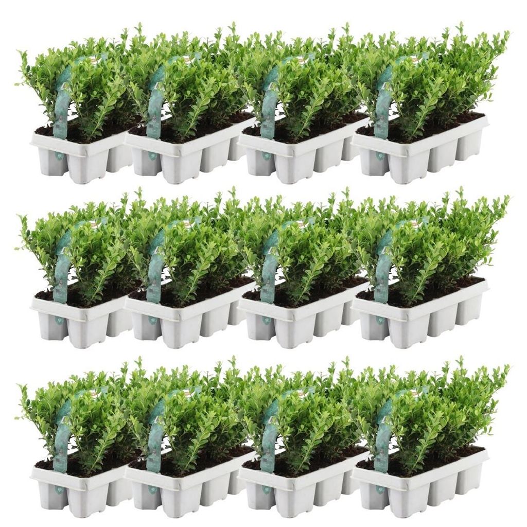 Plants by Frank | 72 Stechpalme Pflanzen | Ilex Crenata Produktbild 