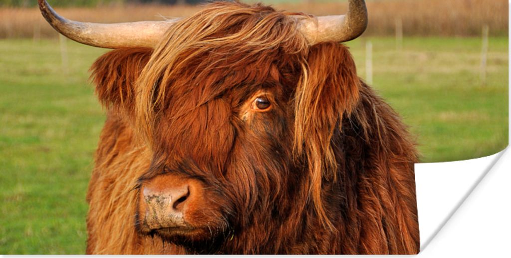 MuchoWow Poster Schottischer Highlander - Gras - Baum 150x75 cm - ohne Rahmen