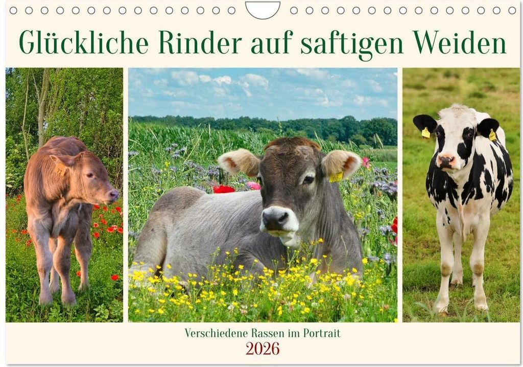 Glückliche Rinder auf saftigen Weiden (Wandkalender 2026 DIN A4 quer), CALVENDO Monatskalender