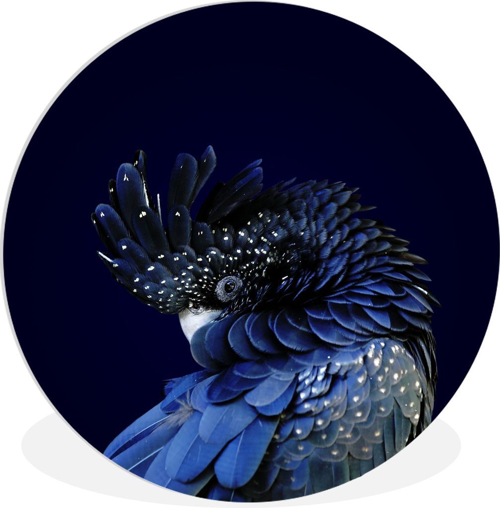 MuchoWow Rundes Wandbild - Runde Bilder Blauer Kakadu mit dunklem Hintergrund Ø 60 cm Kreis Wanddekoration Kunststoff - Wandkreis - Wandschmuck ...