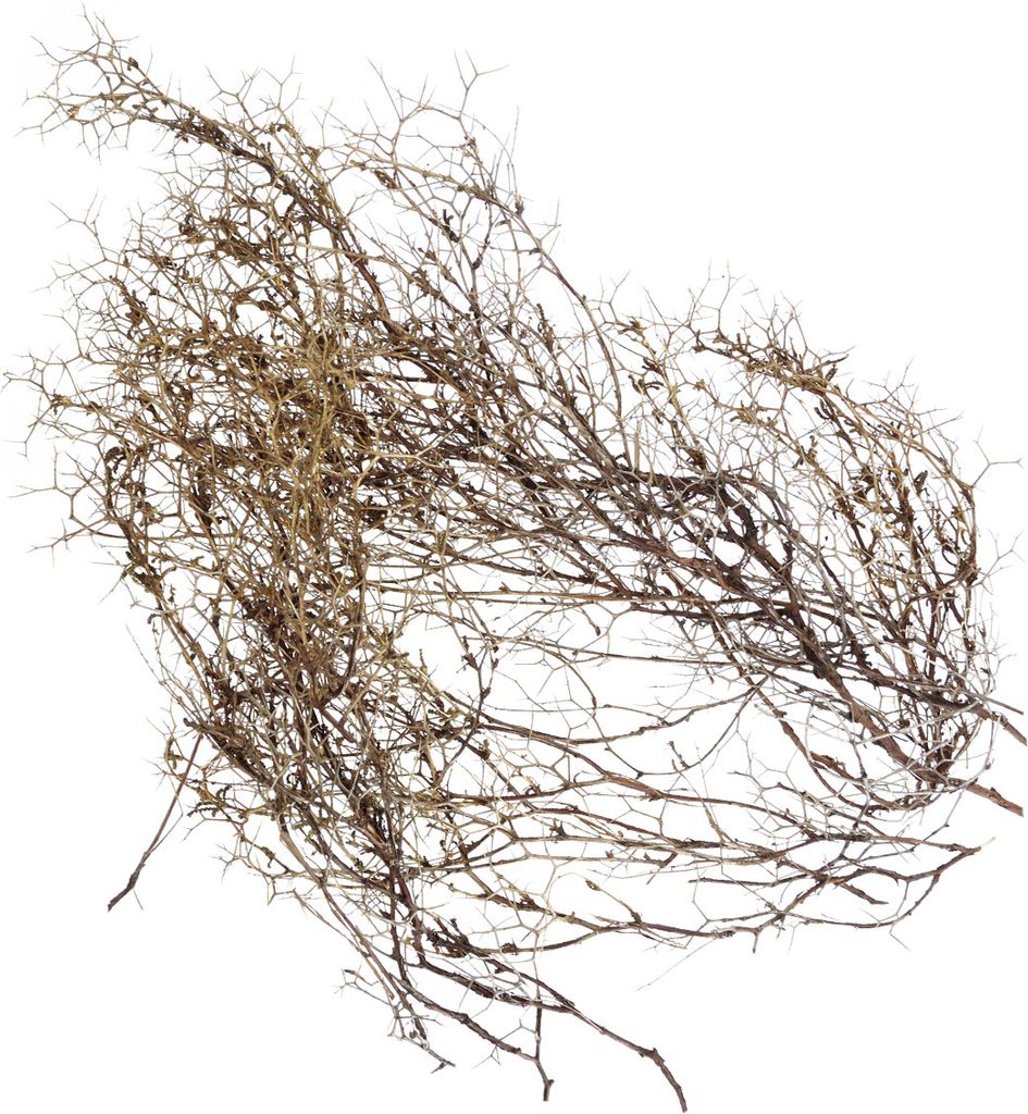 Dekozweige Iron Bush Natural, Naturdeko Holzäste für Trockenfloristik und Tischdeko, 250g