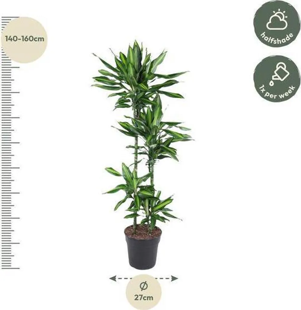 Plante Dracaena Cintho 150 cm idéale pour décorer bureau et véranda - 3