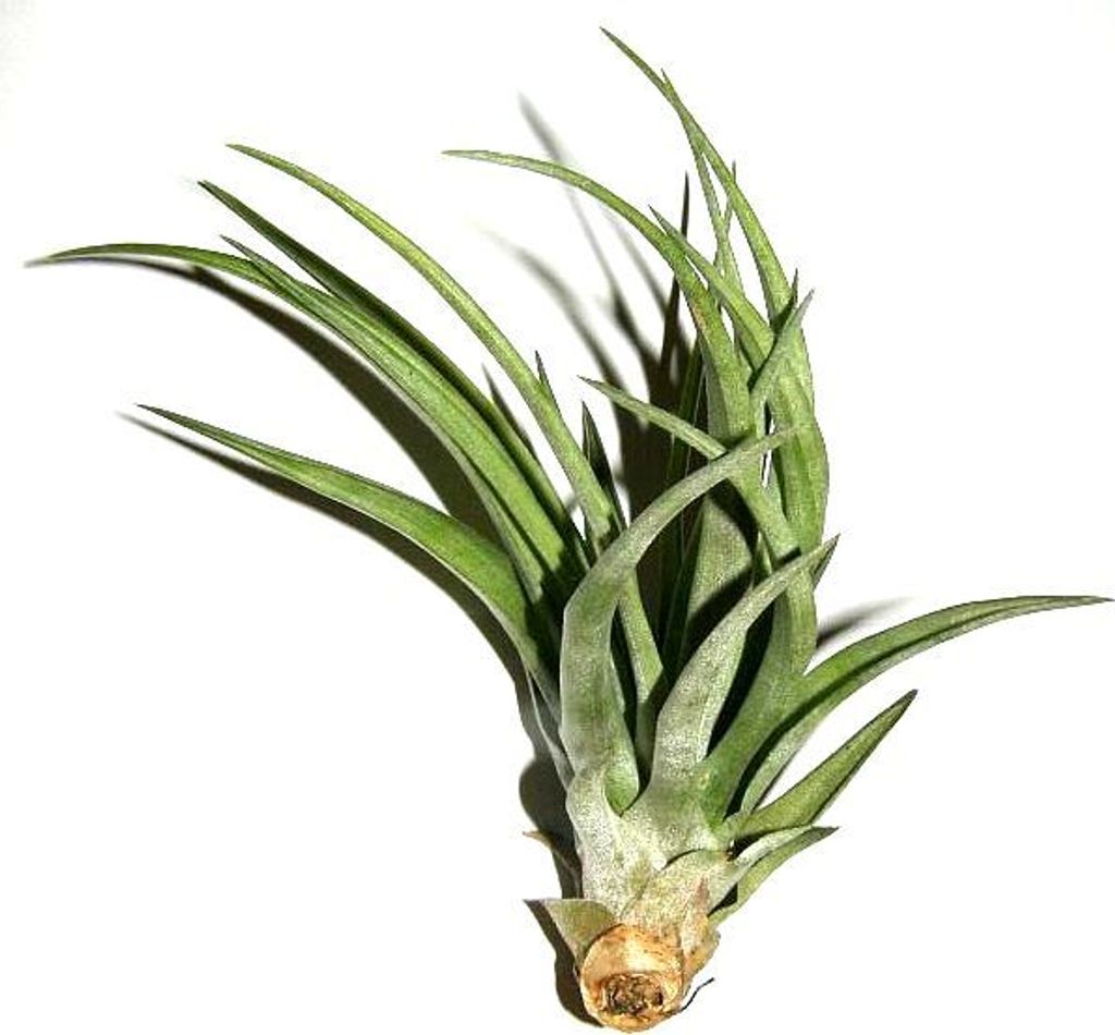 1 Tillandsia disticha, Tillandsien für Terrarien, Aufsitzerpflanzen