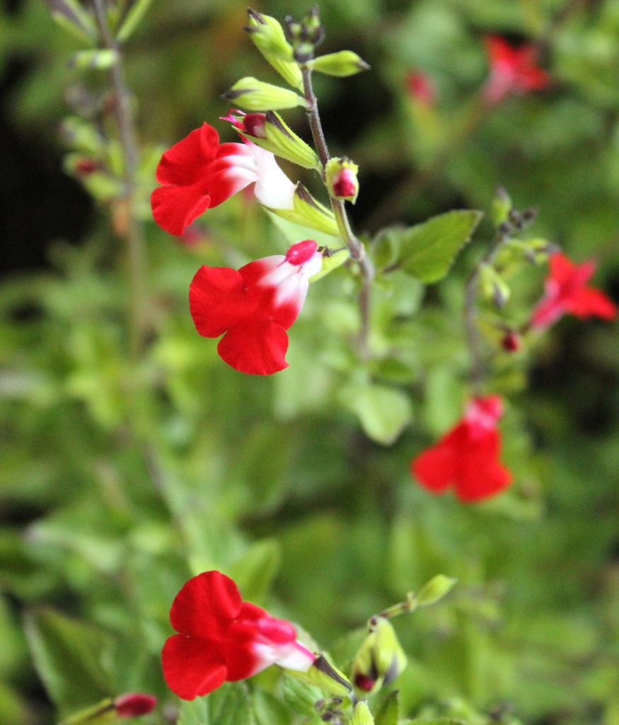 3 Stück Pfirsich - Salbei - Salvia Greggii Hot - Lips - Produktbild 