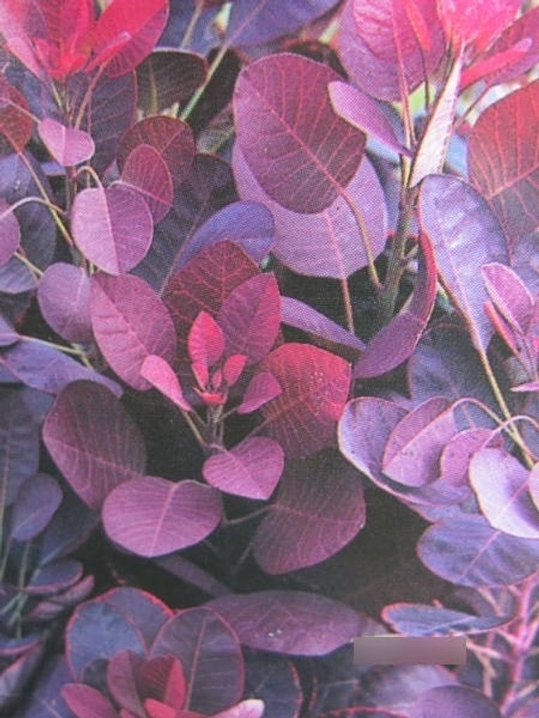Perückenstrauch Grace - Cotinus dummeri - 30-40