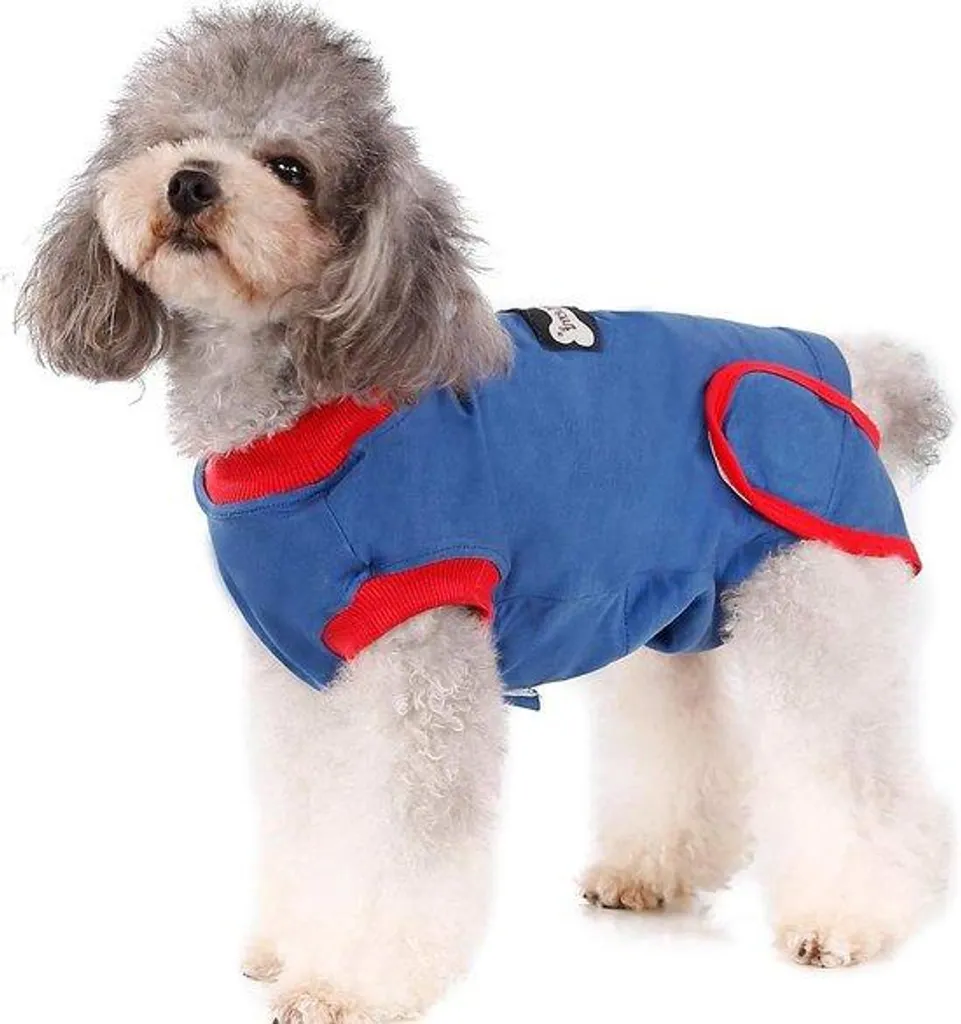 Protection anti-léchage chien après chirurgie alternative collerette
