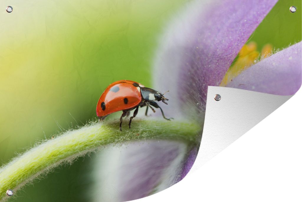 MuchoWow 90x60 cm Outdoor-Poster Gartendeko Sichtschutz Garten Poster für den Garten Marienkäfer auf einer Blume