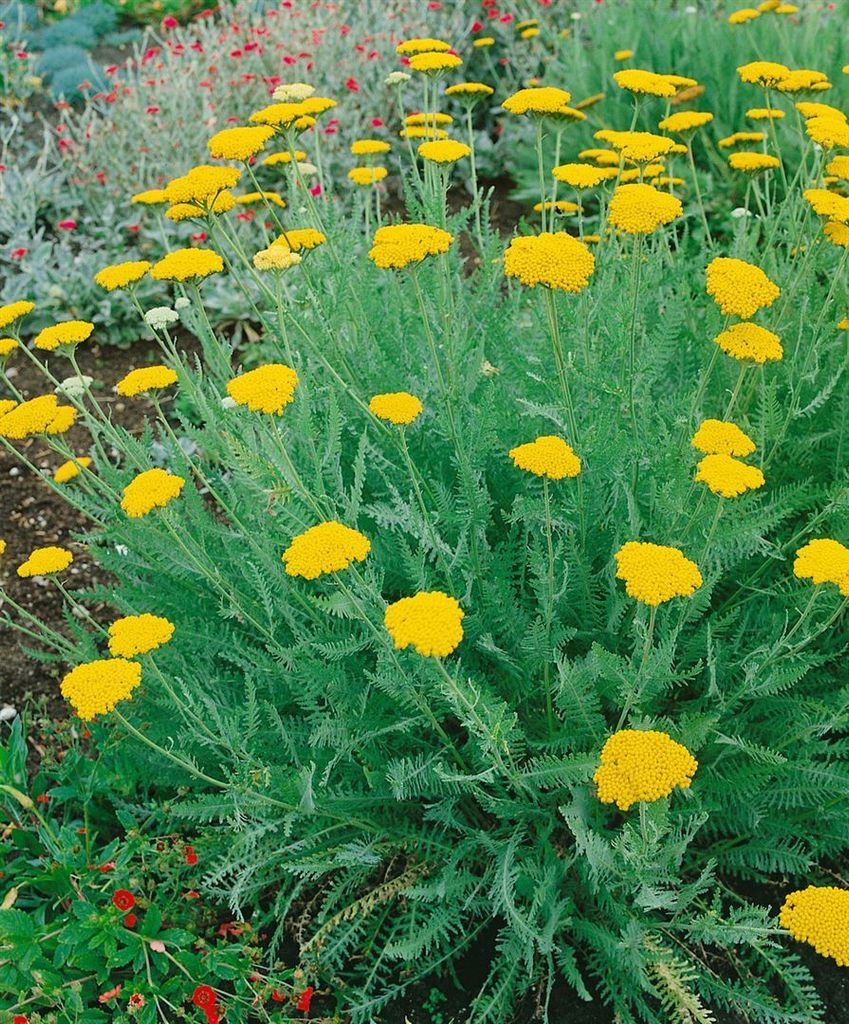 Achillea clypeolata, Schafgarbe, gelb, ca. 9x9 cm Topf