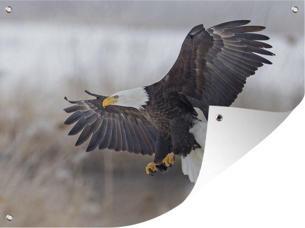 MuchoWow 80x60 cm Outdoor-Poster Gartendeko Sichtschutz Garten Poster für den Garten Ein amerikanischer Weißkopfseeadler mit ausgebreiteten Fl...