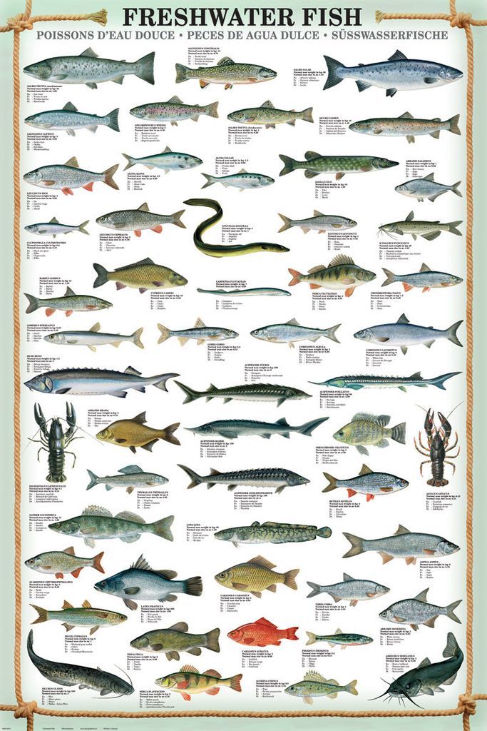 Poster Educational Freshwater Fish Produktbild 