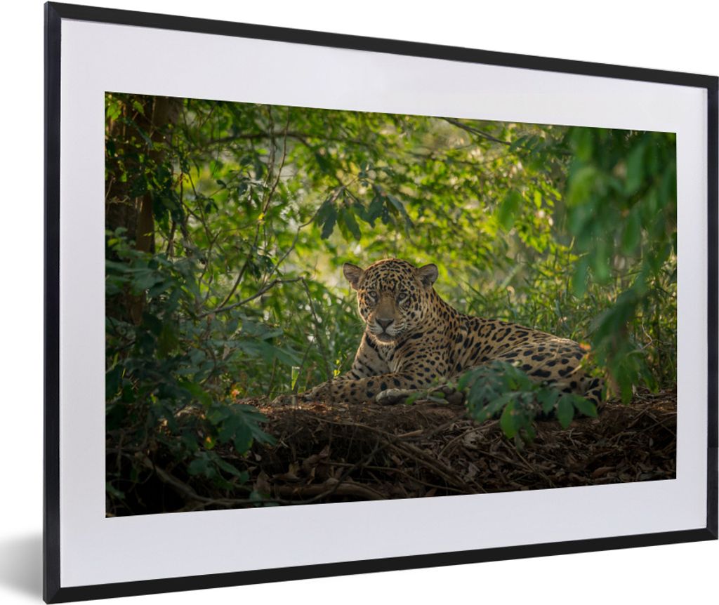 MuchoWow MuchoWow Gerahmtes Poster Jaguar im Dschungel 60x40 cm - Poster mit zchwarzem Bilderrahmen - Schlafzimmer - Plakat in Rahmen - Drucken