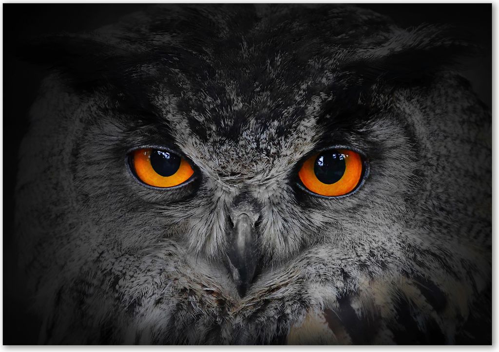 Tulup Leinwandbild - 100x70 cm - Wandkunst - Drucke auf Leinwand - Leinwanddruck - Tiere - Orange - Teufelsaugen Eule