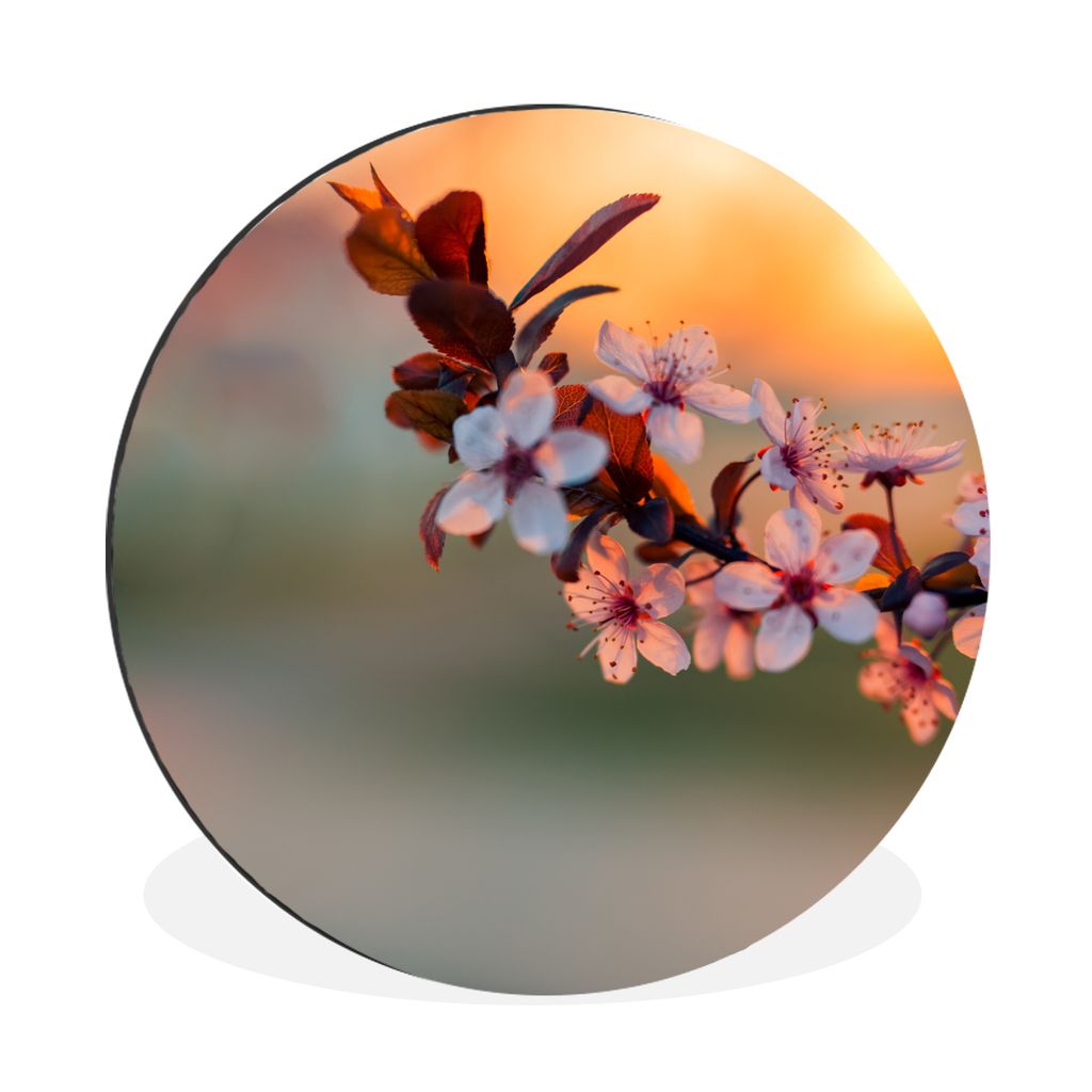 MuchoWow Aluminium Wandkreis Blossom aus der Nähe Ø 60 cm Wanddeko Modern Wohnzimmer - Wand Kreis - Wandbild - Schlafzimmer - Aluminium Bild - ...