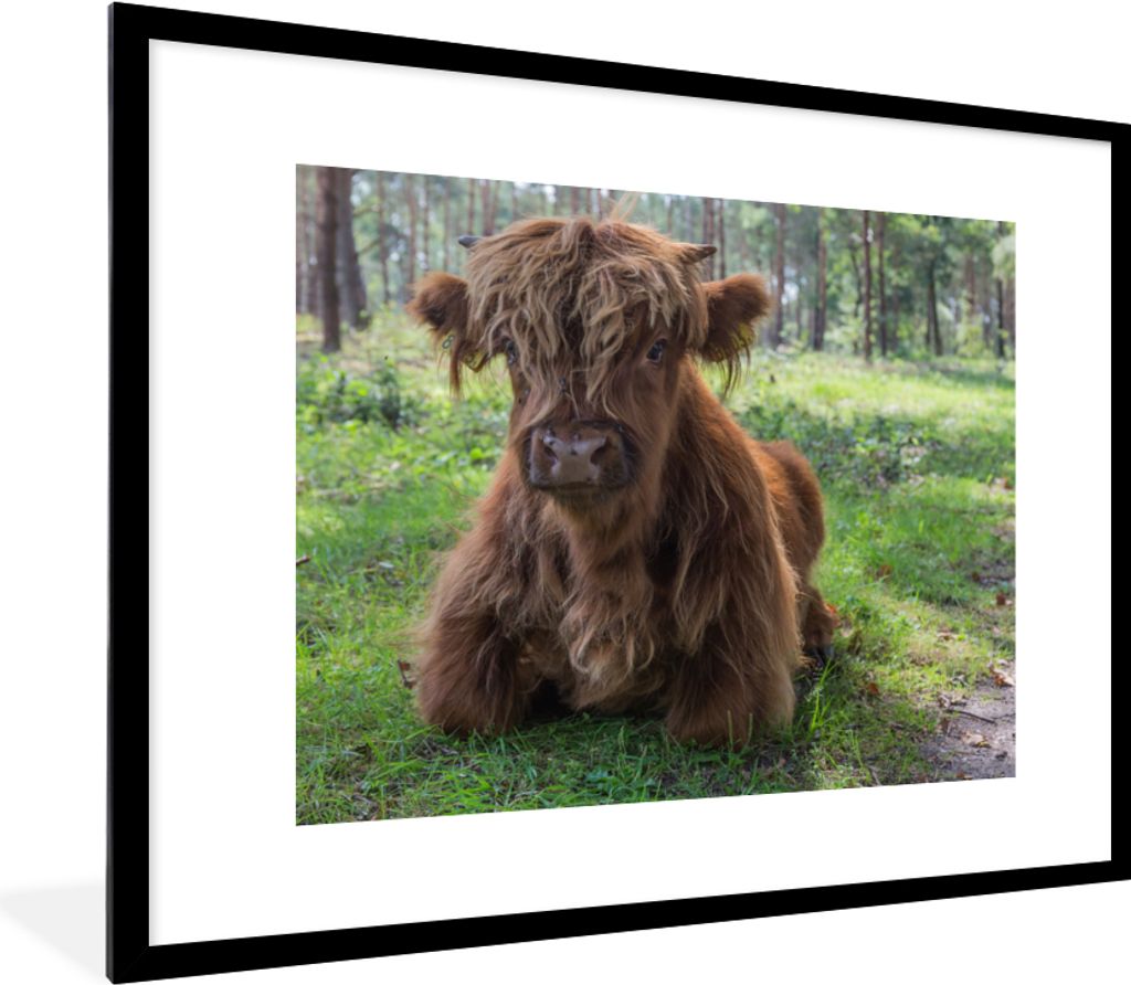 MuchoWow Gerahmtes Poster Schottischer Highlander - Kröte - Tiere 80x60 cm - Poster mit Schwarzem Bilderrahmen Wandposter Rahmen Foto Bilder - S...