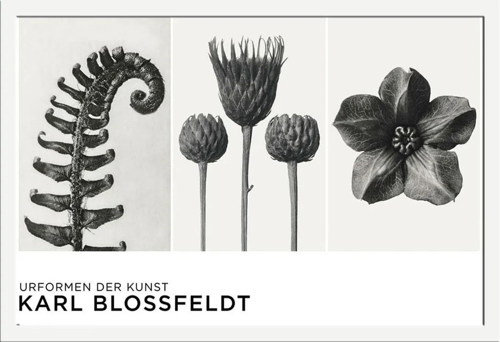 Décoration Murale Karl Blossfeldt Urformen avec Cadre Blanc pour Intérieur