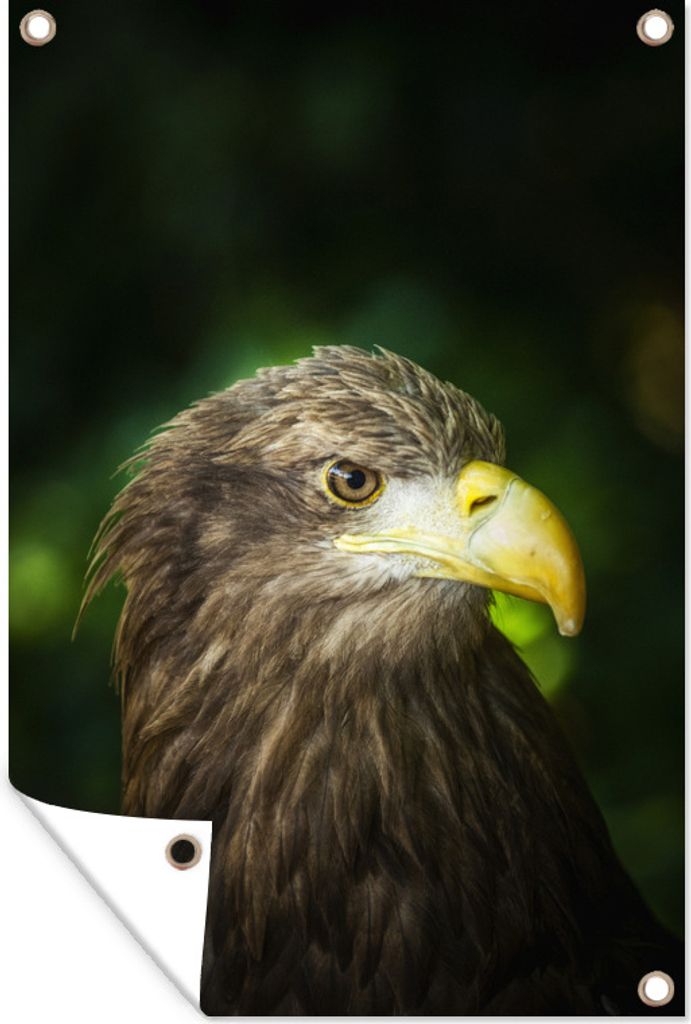 MuchoWow 60x90 cm Outdoor-Poster Gartendeko Sichtschutz Garten Poster für den Garten Ein Seeadler schaut zur Seite