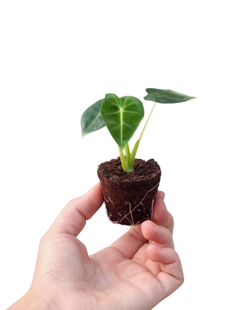 4cm Stecklinge Höhe 20cm - Zimmerpflanze Baby Alocasia Zebrina Pfeilblätter