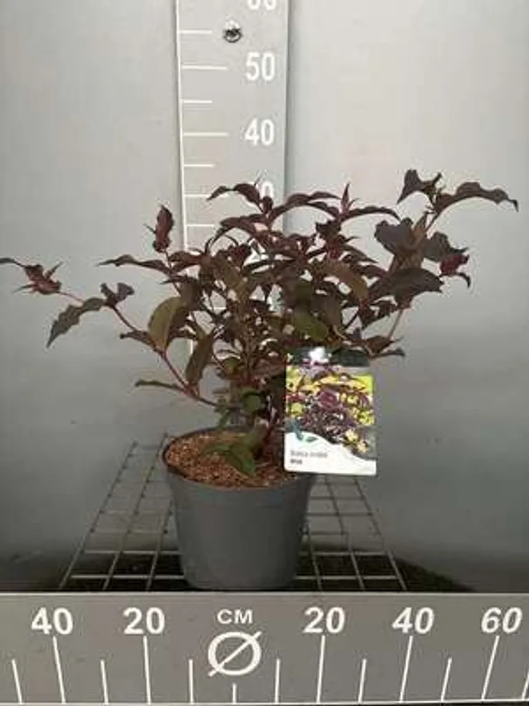 Diervilla Diva El Madrigal 30-40cm : arbuste rustique à fleurs jaunes
