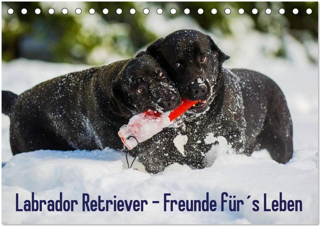 Labrador Retriever - Freunde für ́s Leben (Tischkalender 2026 DIN A5 quer), CALVENDO Monatskalender