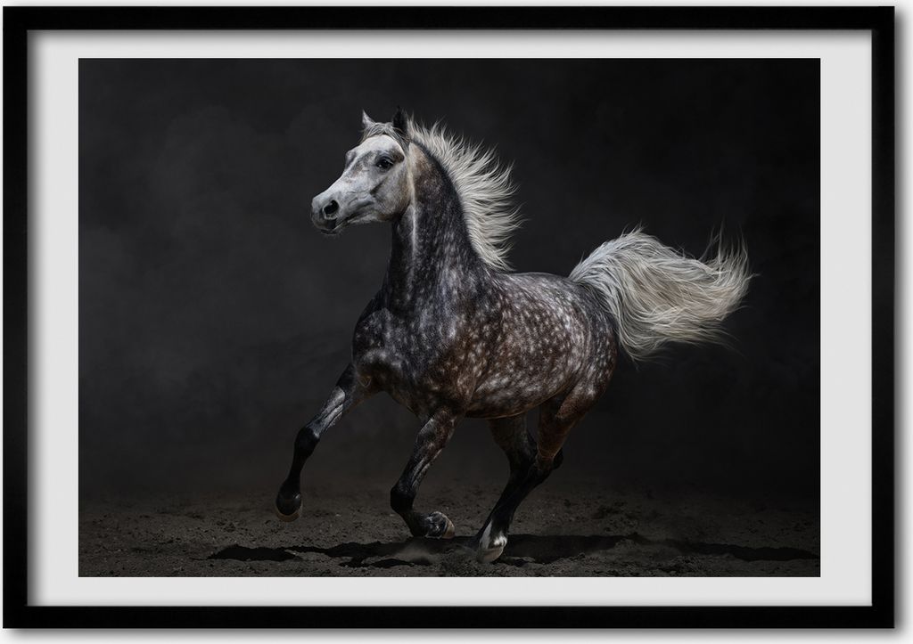 Bild - Bilder - Bilderrahmen - 70 cm x 50 cm - MDF-Rahmen, Wandkunst Grau arabisches Pferd
