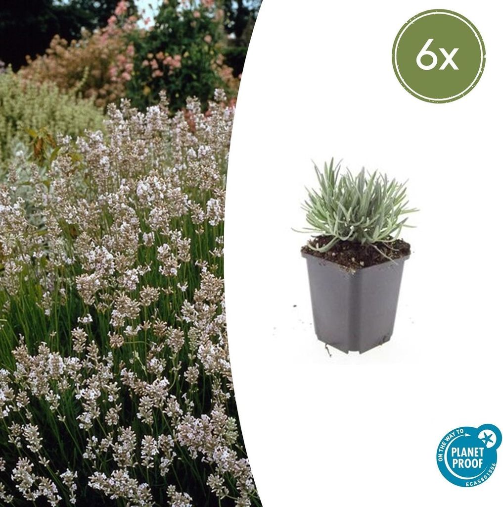 Lavendel Lavandula int. 'Edelweiss' – 10-25cm – Ø9cm – 6 Pflanzen – Weiße Blüten, Bienen- & Schmetterlingsfreundlich, Winterhart