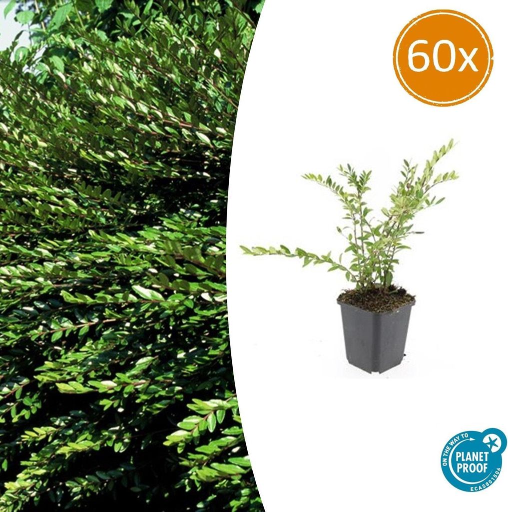 Immergrüne Kriech-Heckenkirsche Lonicera pileata – 10-25cm – Ø9cm – 60 Pflanzen – Bodendecker & Niedrige Hecke – Pflegeleicht & Bien...