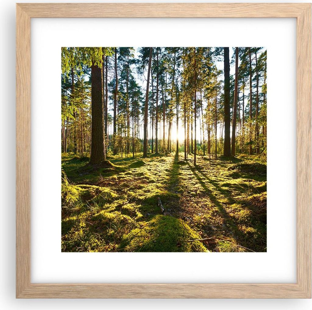Gerahmtes Poster - Rahmen in heller Eiche - Wald Baum Natur - 30x30 cm - Wand Bild - Wanddeko - Wandbilder - Kunstposter - Wandposter - Bilderrahme...