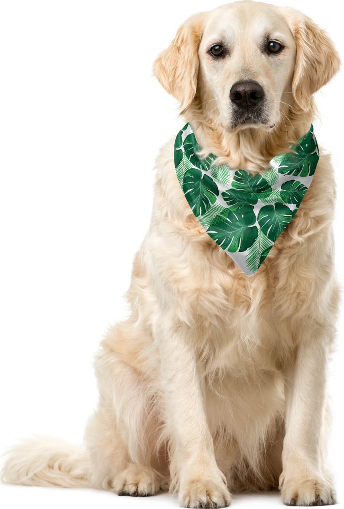ABAKUHAUS Blätter Haustier Bandana, Monstera Pinnate Palmate, 55x55 cm, Weiß und Jade-Grün