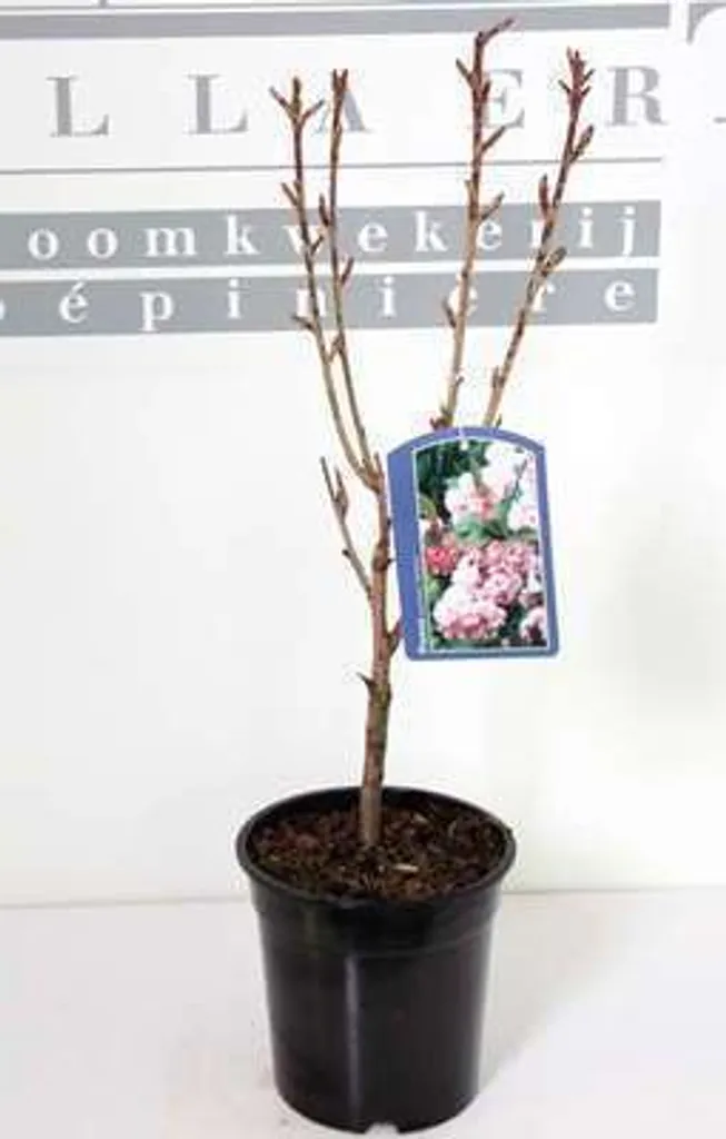 Cerisier d'ornement japonais Kanzan idéal pour jardin et extérieur