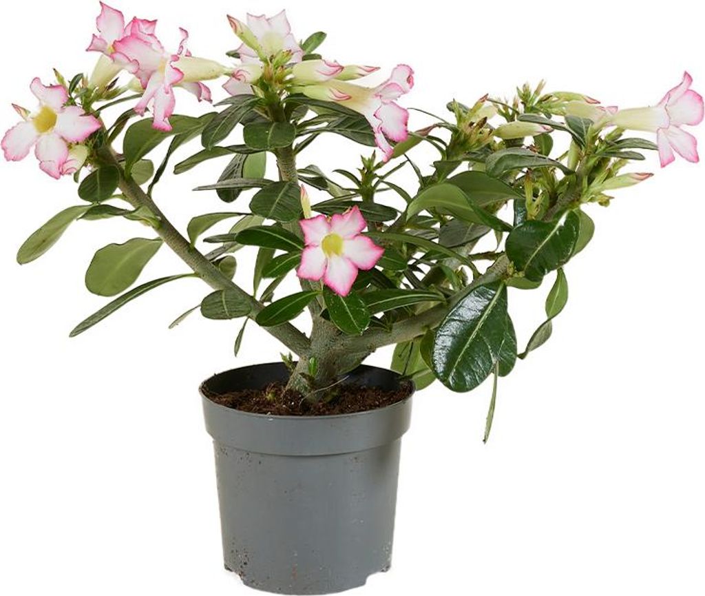 Bloomique - Adenium Obesum - Róża Pustynna - Kwitnąca - Zdjęcie produktu 