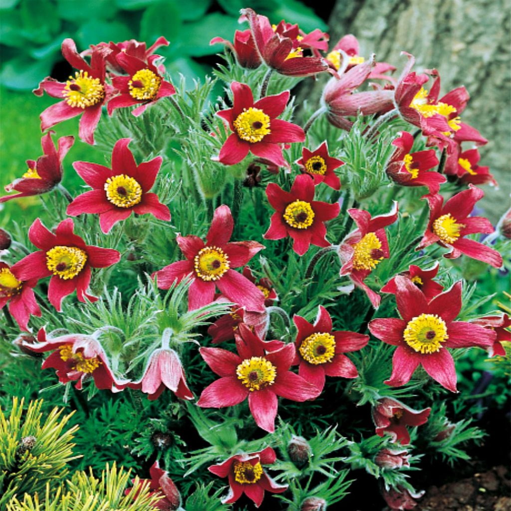 Pulsatilla Rhizom Pulsatilla Kuhschellen Küchenschellen rot 1 St.
