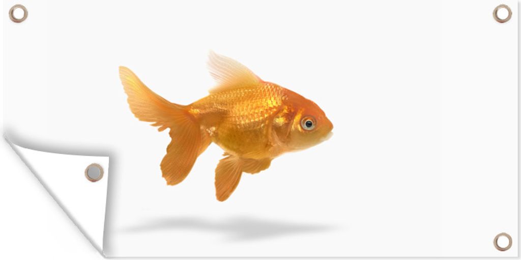 MuchoWow 160x80 cm Outdoor-Poster Gartendeko Sichtschutz Garten Poster für den Garten Goldfisch - Weiß - Fisch