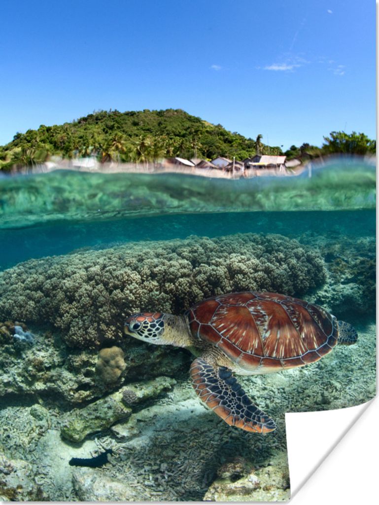 MuchoWow Poster Schildkröte schwimmt vor der Küste der Philippinen 30x40 cm - Wandplakat - Poster Kinderzimmer