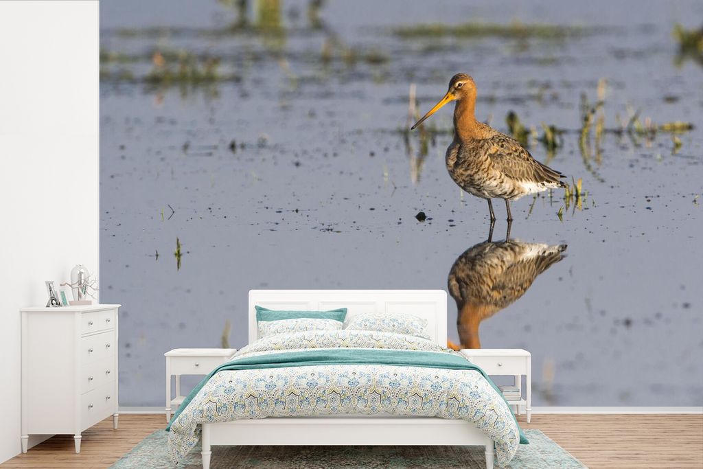 MuchoWow Fototapete für Wohnzimmer oder Schlafzimmer Wandtapete Vinyl Motivtapete Uferschnepfe auf der Suche nach Nahrung im Wasser - 525x350 cm...