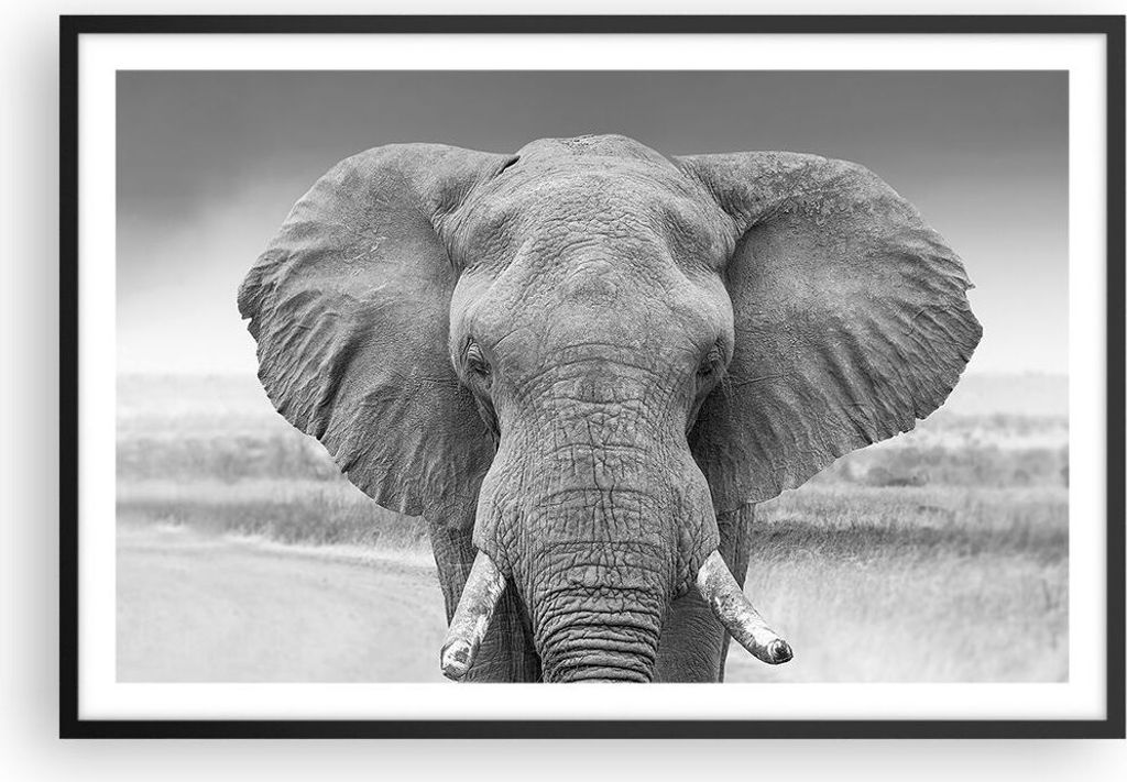 Gerahmtes Poster - Schwarzer Rahmen - Elefant Afrika Tier - 91,5x61 cm - Wand Bild - Wanddeko - Wandbilder - Kunstposter - Wandposter - Bilderrahme...