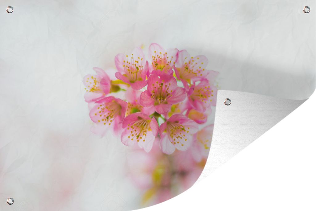 MuchoWow 90x60 cm Outdoor-Poster Gartendeko Sichtschutz Garten Poster für den Garten Die rosa Kirschblüten mit weißem Hintergrund