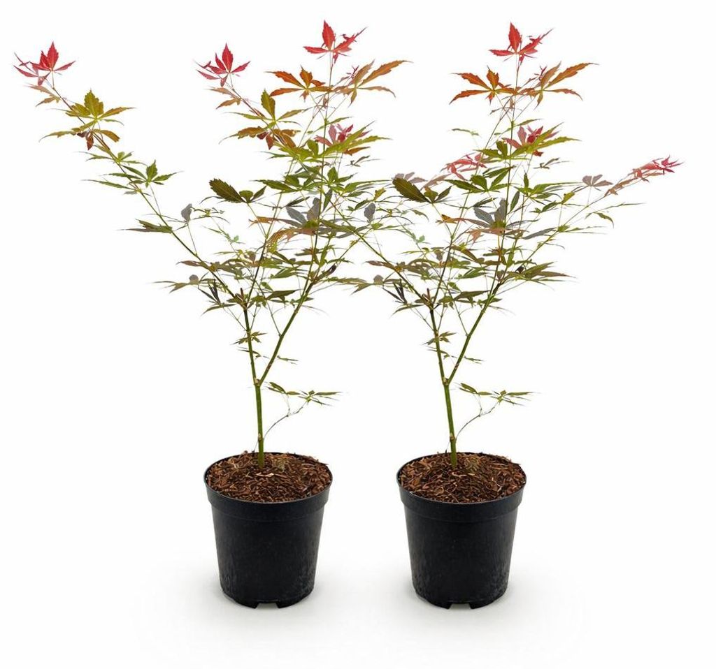 Acer palmatum "Sumi-nagashi" - japanischer Fächerahorn - laubabwerfend - 19cm Topf - 70cm - 2er Set - rot
