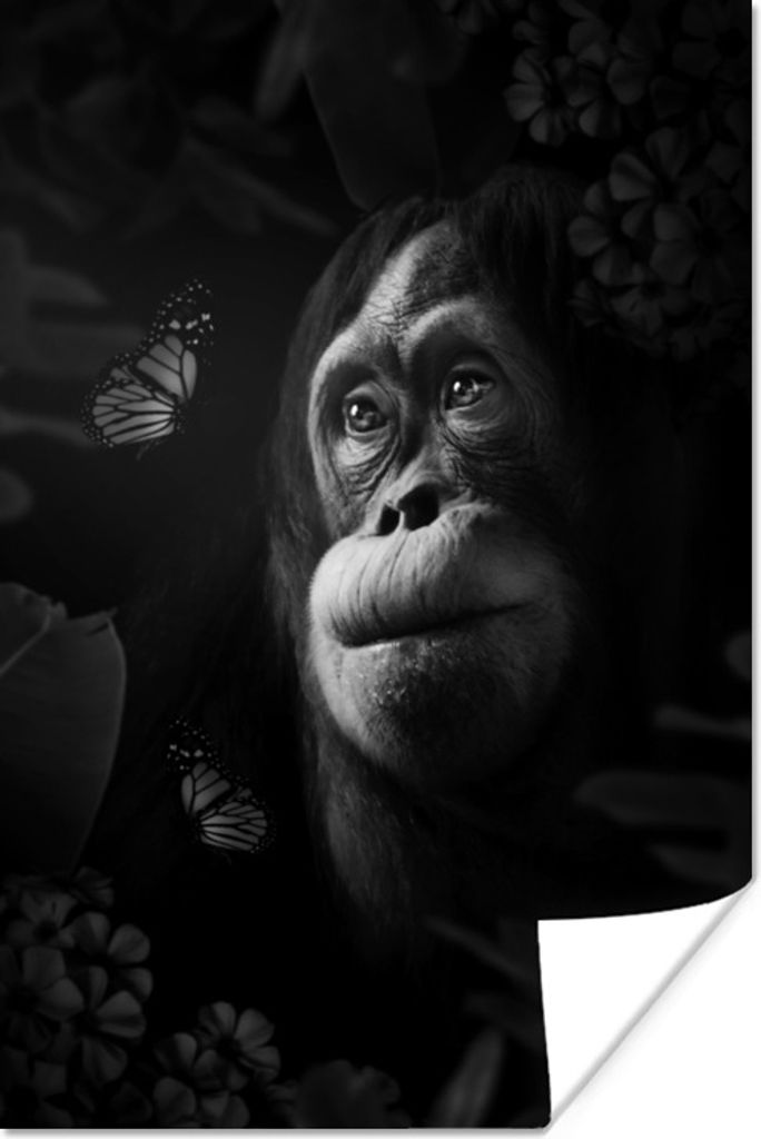 MuchoWow Poster Affe schaut sich Schmetterlinge im Dschungel an - schwarz und weiß 20x30 cm - Papierdruck