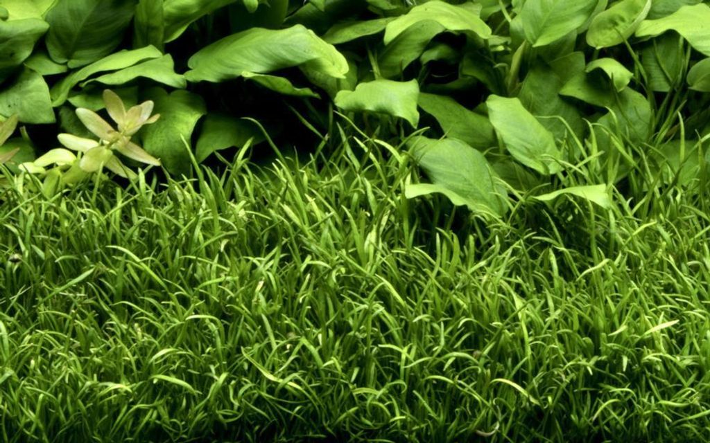 Aquarium Pflanze 10 Stück Lilaeopsis brasiliensis Wasserpflanze AquaOne 340 Set