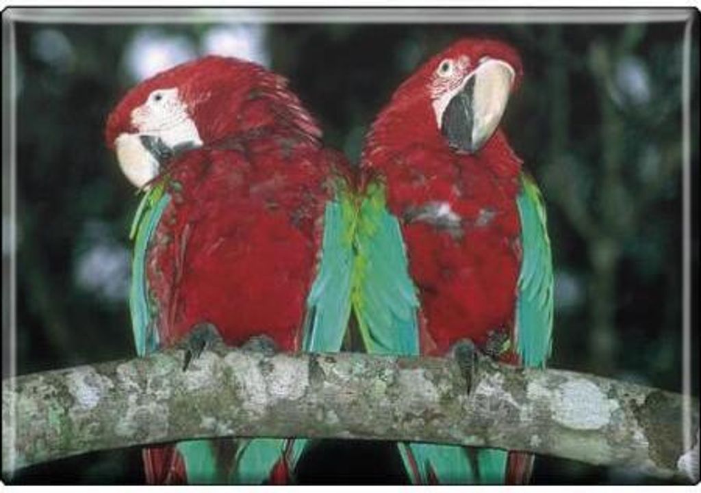 TIERMAGNET - Vogel Papageien - Gr. ca. 8 x 5,5 cm - 37229 -Magnet