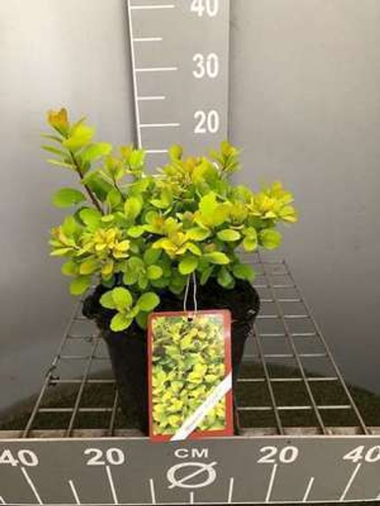 Spiraea bet. 'Tor Gold' - Brautspiere 30- 40 cm - Container