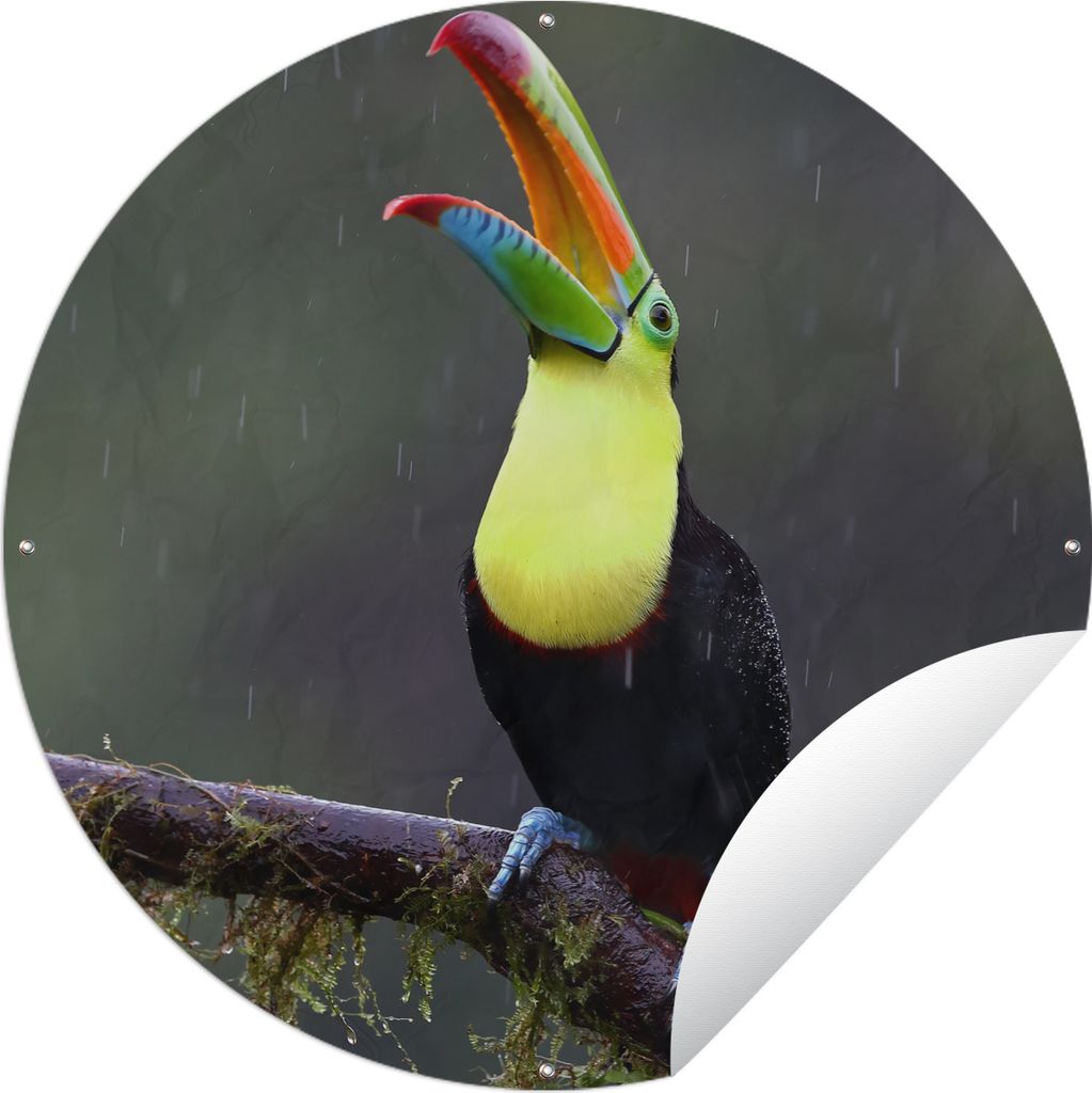 MuchoWow Gartenposter Outdoor-Poster Rund Tukan im Regen Ø 60 cm Gartendeko Rundes Poster draußen