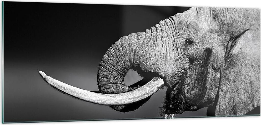 Bilder auf glas - Elefant Stoßzahn Natur - 100x40cm - Glasbilder - Wandbilder - Kunstdruck - zum Aufhängen bereit - Wanddekoration aus Glas - Gla...