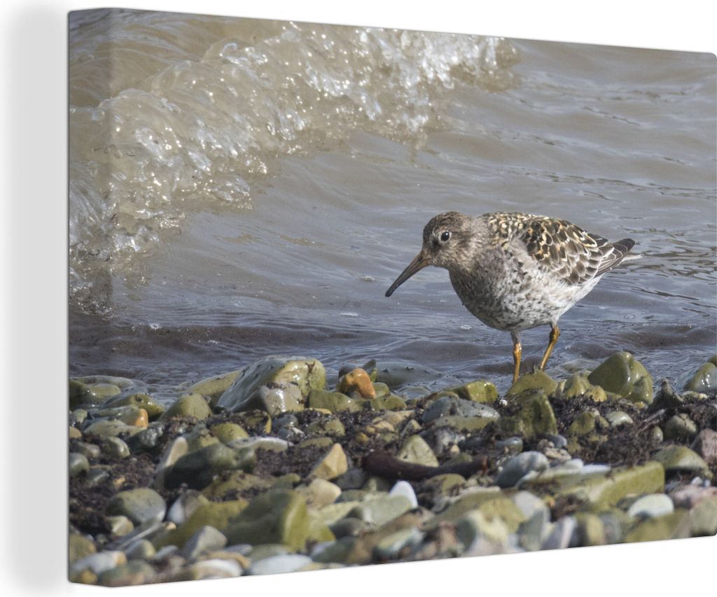 OneMillionCanvasses - Leinwandbilder - 140x90 cm, Purple Stint auf der Suche nach Nahrung, Wandbilder Kunstdruck Wanddekoration - Foto auf Leinwa...