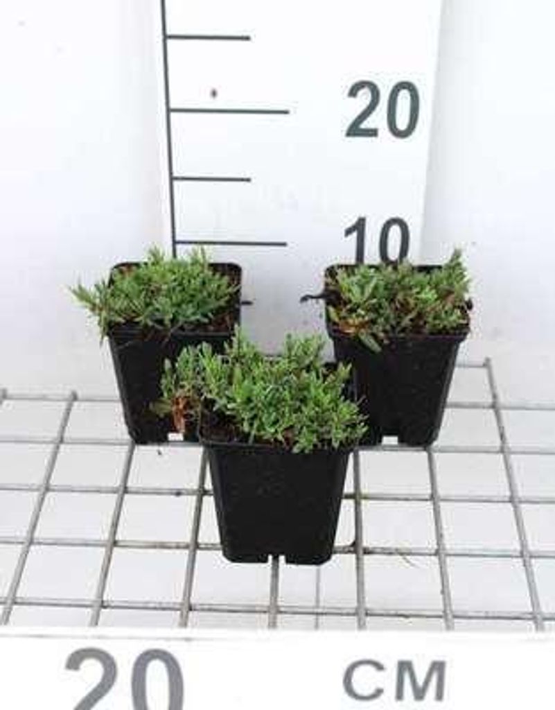 6 x Gypsophila repens 'Rosea' - Gypsophile - pot 9 x 9 cm Image du produit 