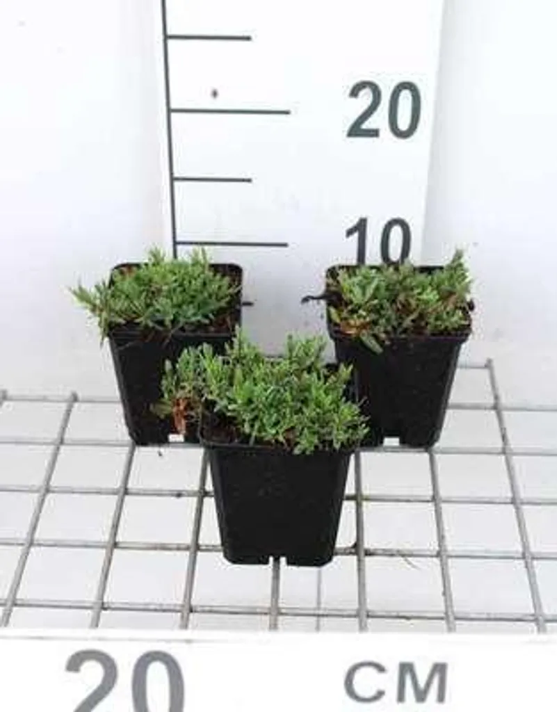 6 Gypsophiles Rampants Rosea pour Bordure et Bac - Plants de 9 cm