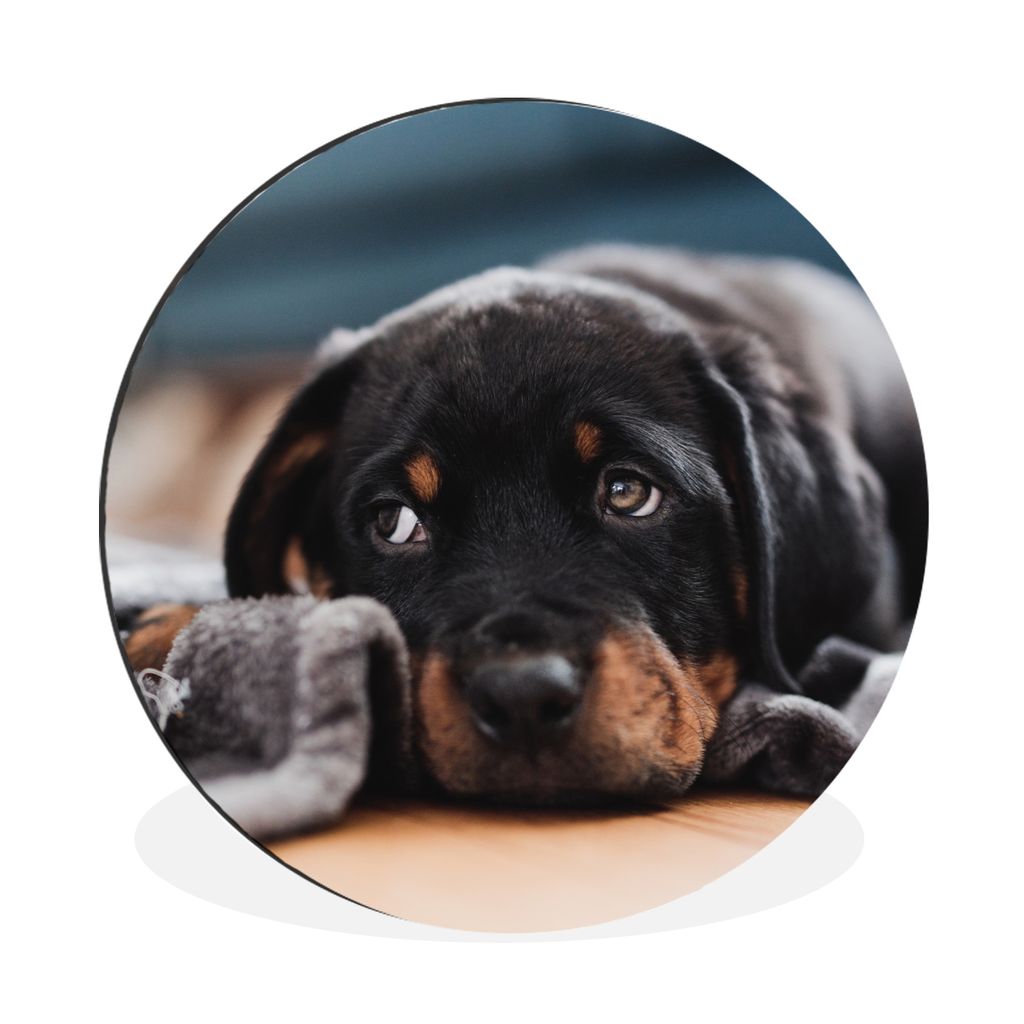 MuchoWow Aluminium Wandkreis Niedlicher Rottweiler-Welpe liegt auf dem Boden Ø 30 cm Wanddeko Modern Wohnzimmer - Wand Bild - Wohnzimmer - Runde...