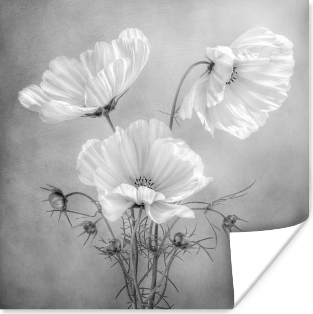MuchoWow Poster Stilleben - Blumen - Schwarz und weiß - Mohn - Botanisch 30x30 cm - Wandposter - Printing